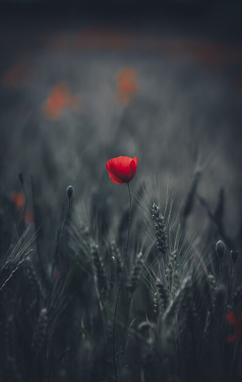 Poster Poppy flower in dark field