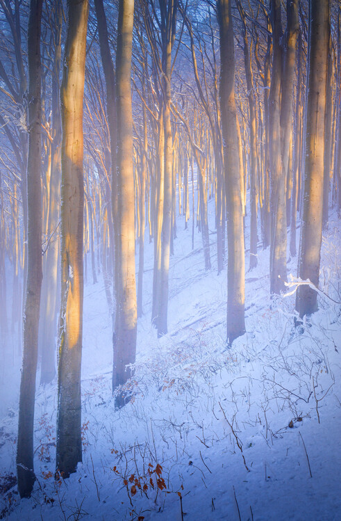 Poster Winter forest 3