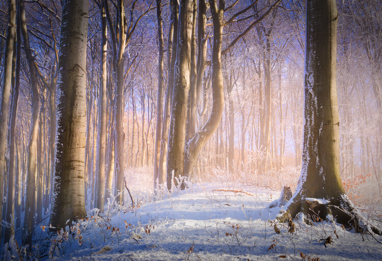 Poster Winter forest 2