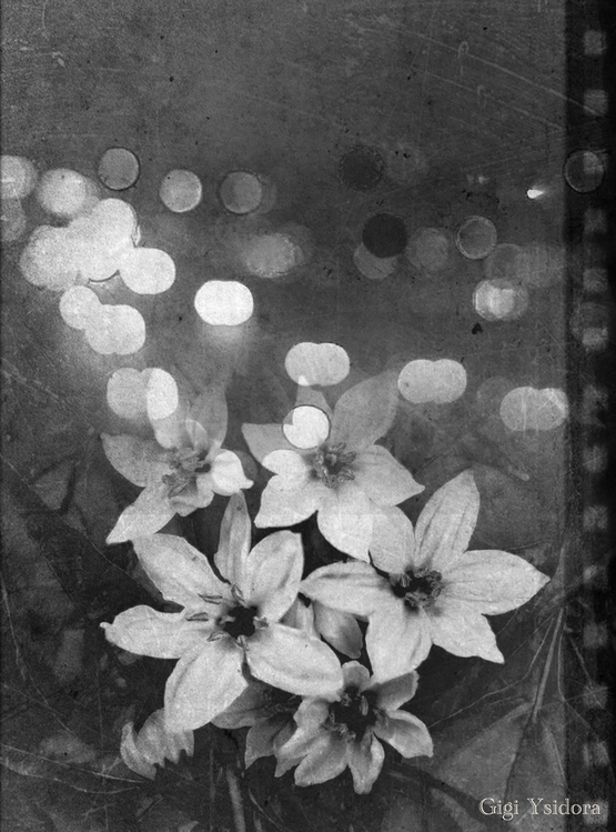 Плакат Suburb Flowers