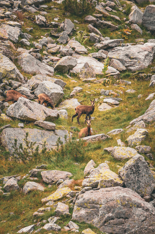 Poster Wild goats
