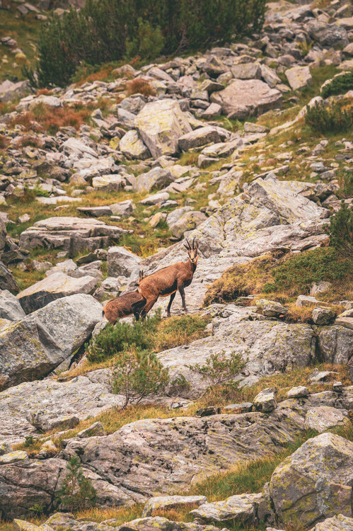 Poster Into the wild