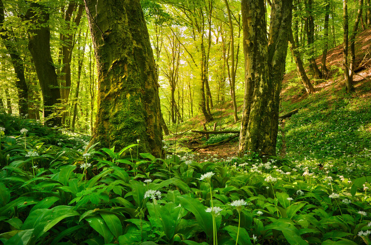 Poster Sunny garlic forest
