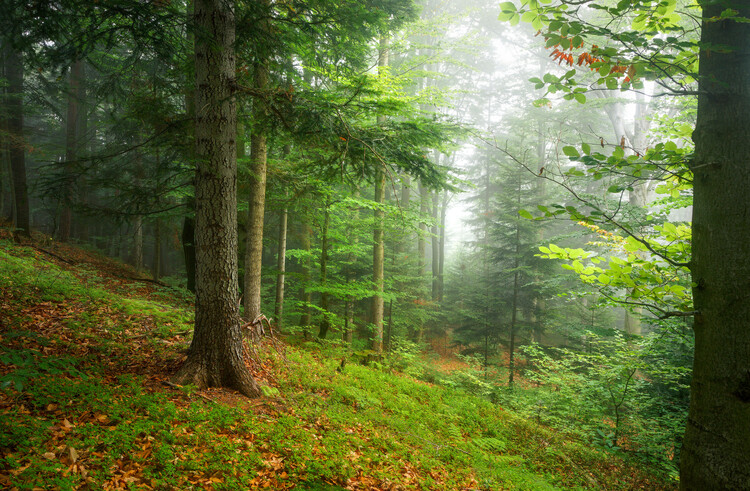 Poster Mystic forest