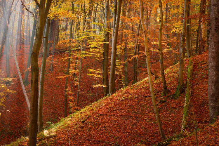 Poster Forest ravines