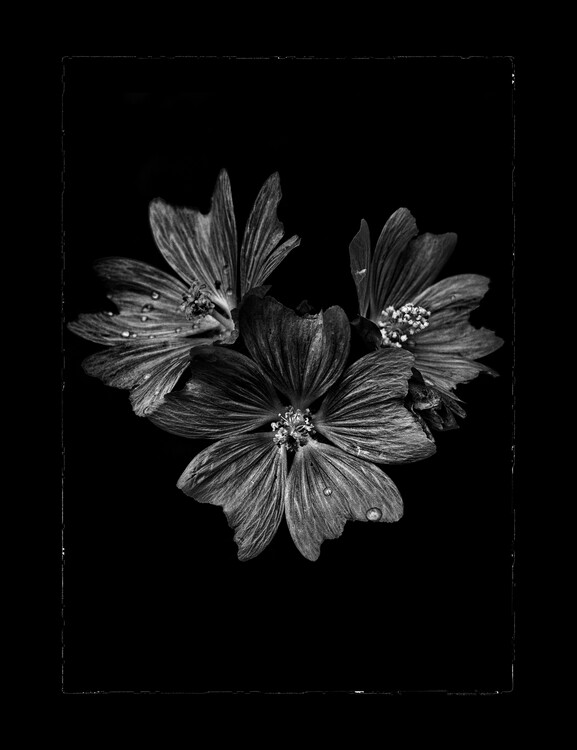 Плакат Backyard Flowers In Black And White No 11 with Border