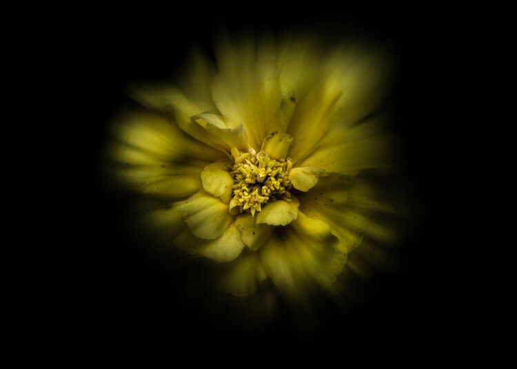 Плакат Backyard Flowers No 41 Color Flow Version