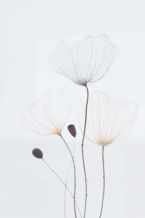 Juliste Soft Bloom Trio