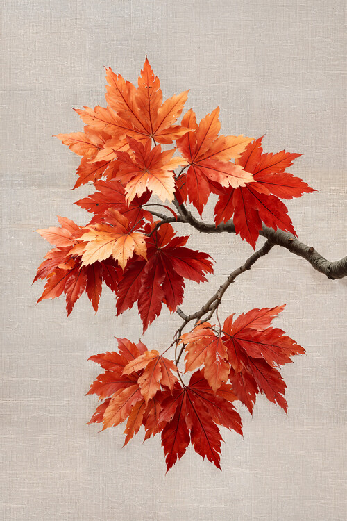 Juliste Japanese Maple Study