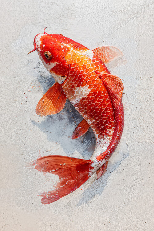 Juliste Crimson Koi