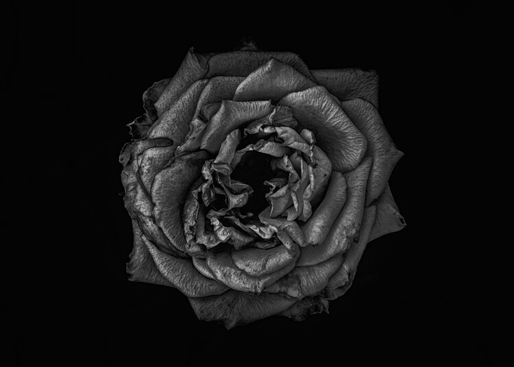 Плакат Backyard Flowers In Black And White No 110 Version 1