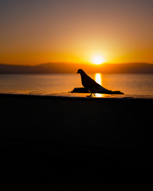 Αφίσα Západ slnka, sunset, more, sea, vták