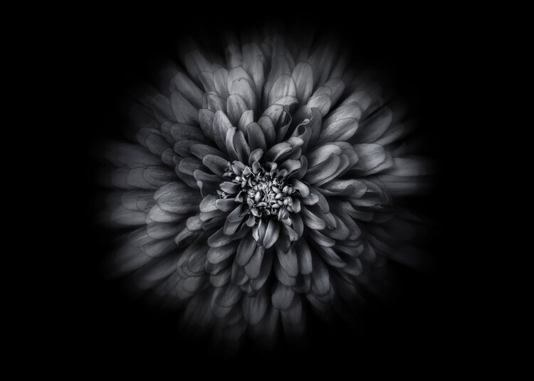 Плакат Backyard Flowers In Black And White No 68 Flow Version