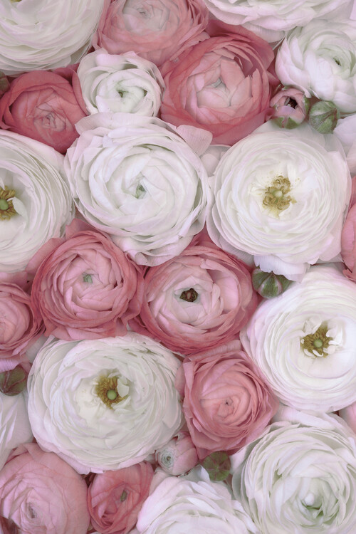 Obraz na plátně Scattered ranunculus in muted pink II
