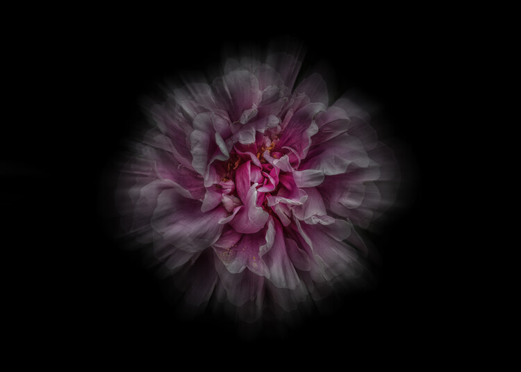 Плакат Backyard Flowers No 116 Color Flow Version