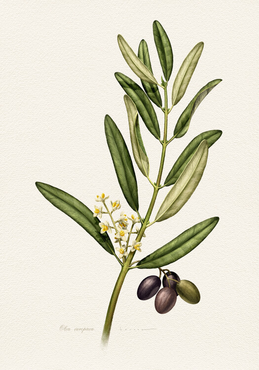 Levně Plakát, Obraz - Olea Europaea, Juan Hernaz, 26.7 × 40 cm