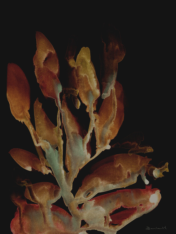 Levně Plakát, Obraz - Night Plant, Dan Hobday, 30 × 40 cm