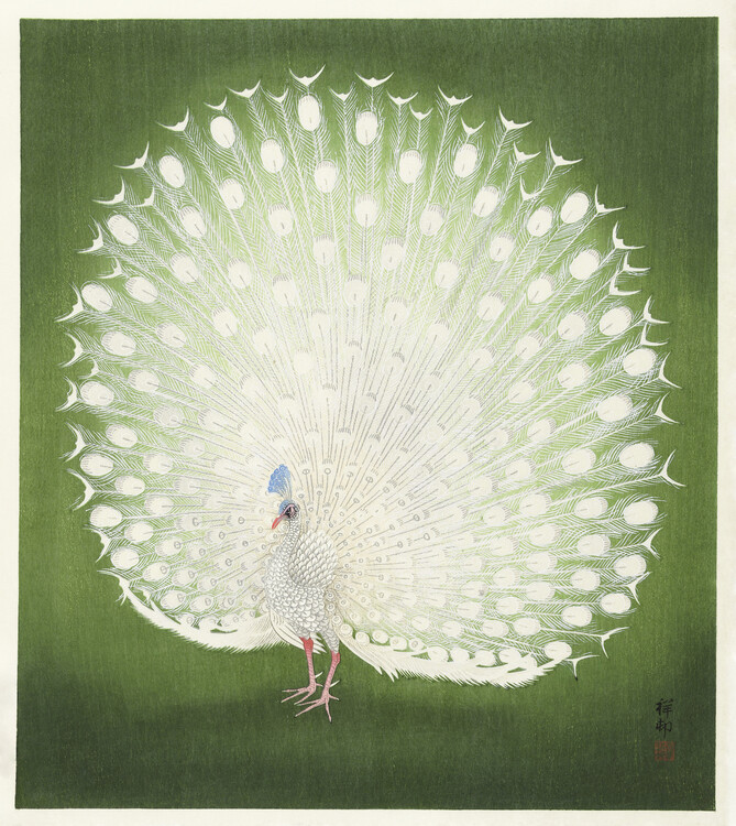 Poster Peacock