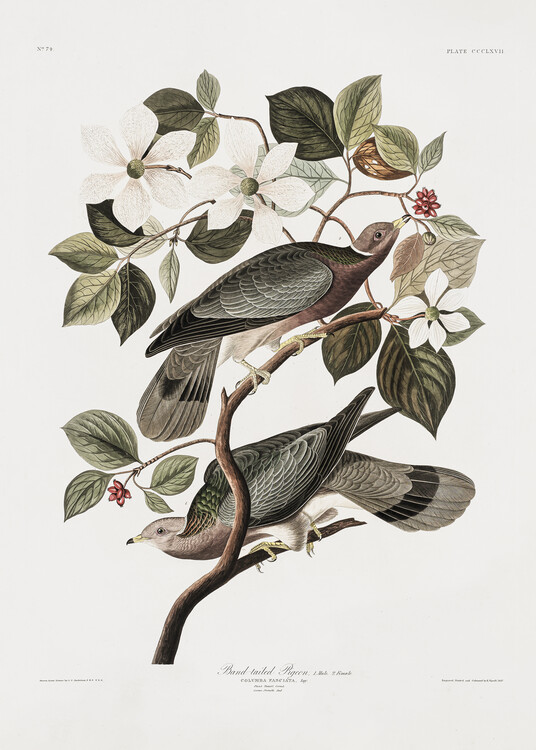 Plakat Brand Tailed Pigeon From Birds Of America (1827)
