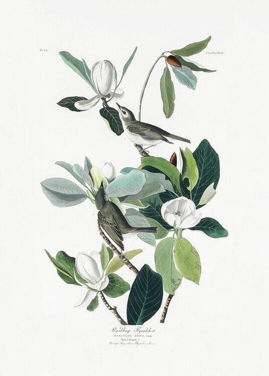 Plakat Warbling Flycatcher From Birds of America (1827)