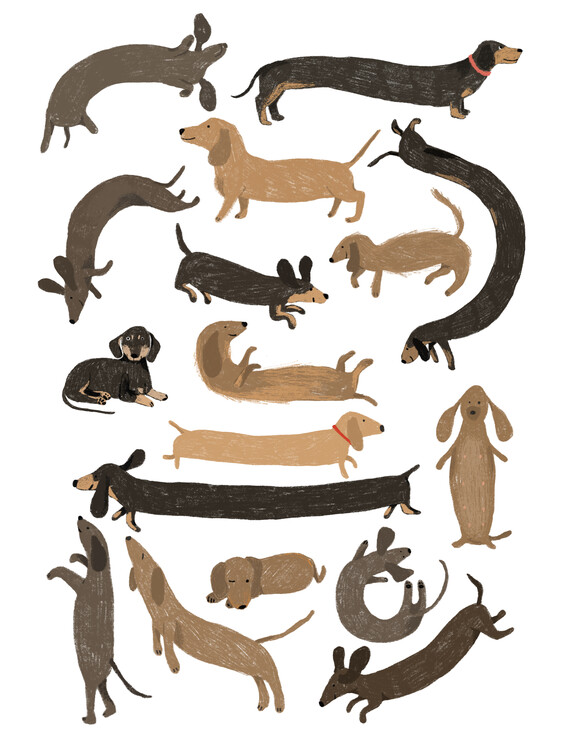 Poster Dachshund Print