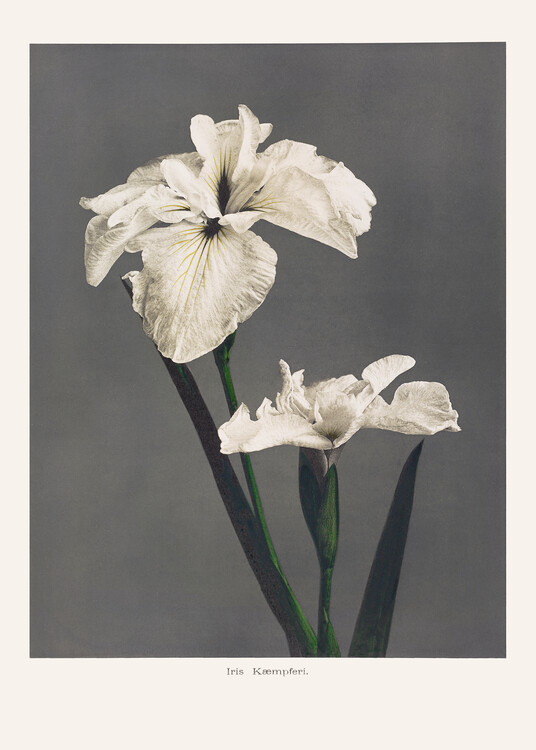 Poster Iris KAbmpferi