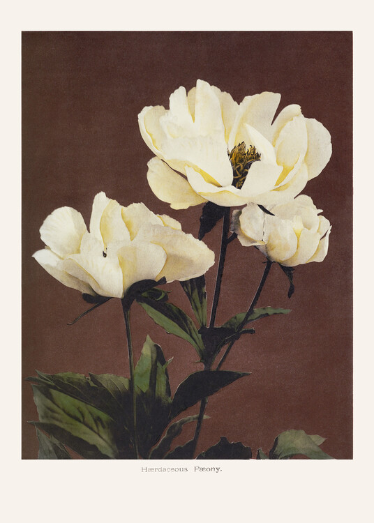 Plakat HAbrdaceous Peony