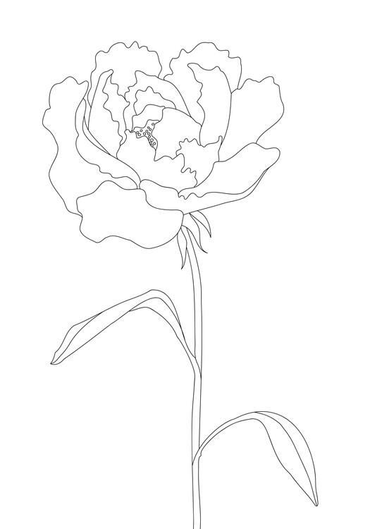 Poster Peony Lines