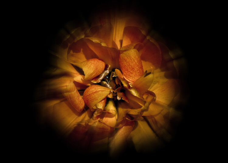 Плакат Backyard Flowers No 80 Color Flow Version