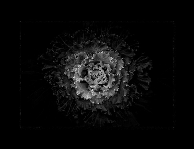Плакат Backyard Flowers In Black And White No 141 with Border