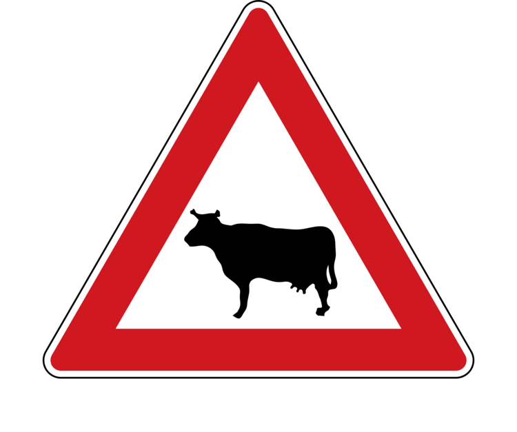 T-shirt Cattle crossing
