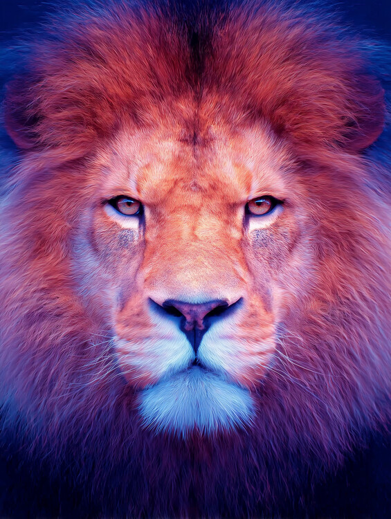 Плакат Lion Face