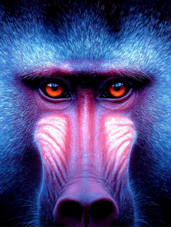 Плакат Monkey Face