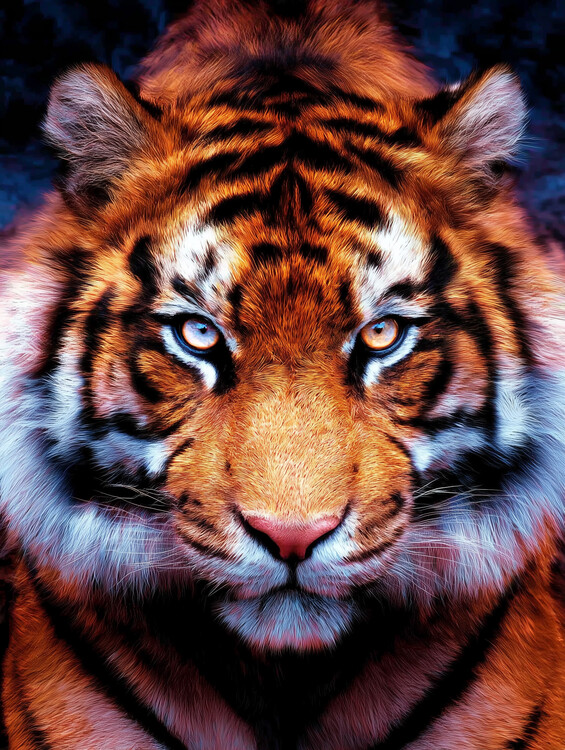 Плакат Tiger Face
