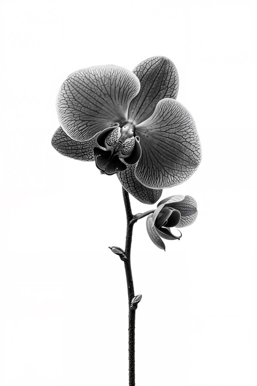 Juliste Orchid Elegance