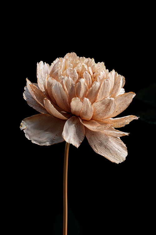 Juliste Golden Peony