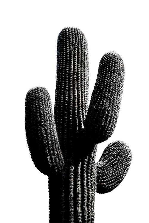 Juliste Desert Cactus Form