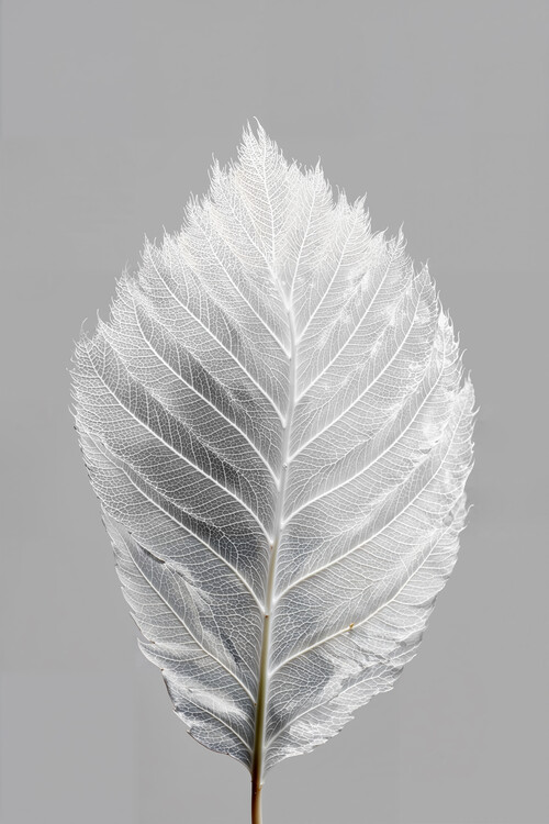 Juliste Silver Leaf Study