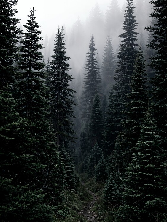 Плакат Dark forest photography