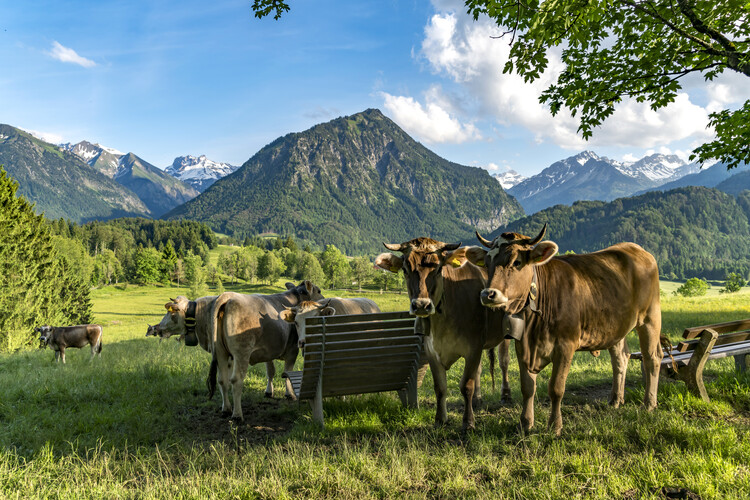 Плакат Kühe im Allgäu bei Oberstdorf