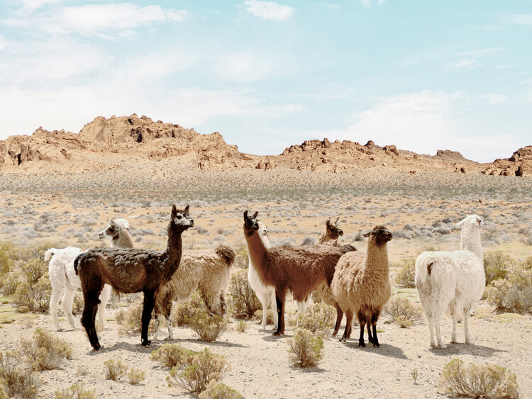 Αφίσα Alpaca Valley