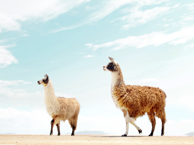 Αφίσα Alpaca Oasis