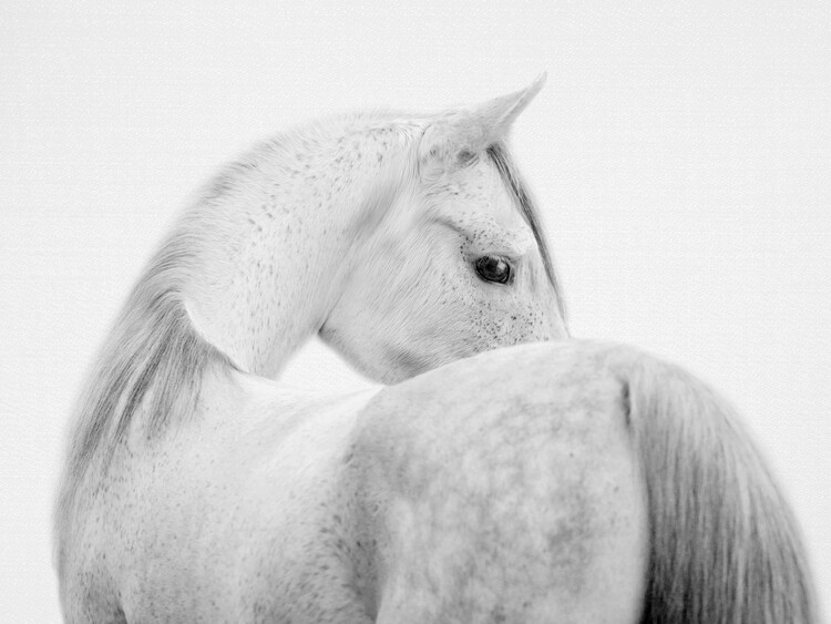 Poster Fearless Horse - Black & White