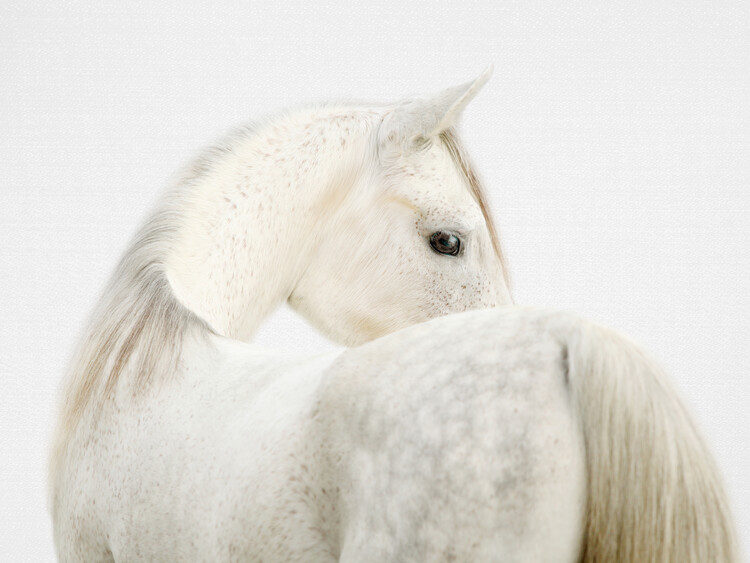 Poster Fearless Horse