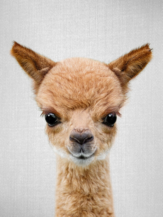 Plakát Baby Alpaca