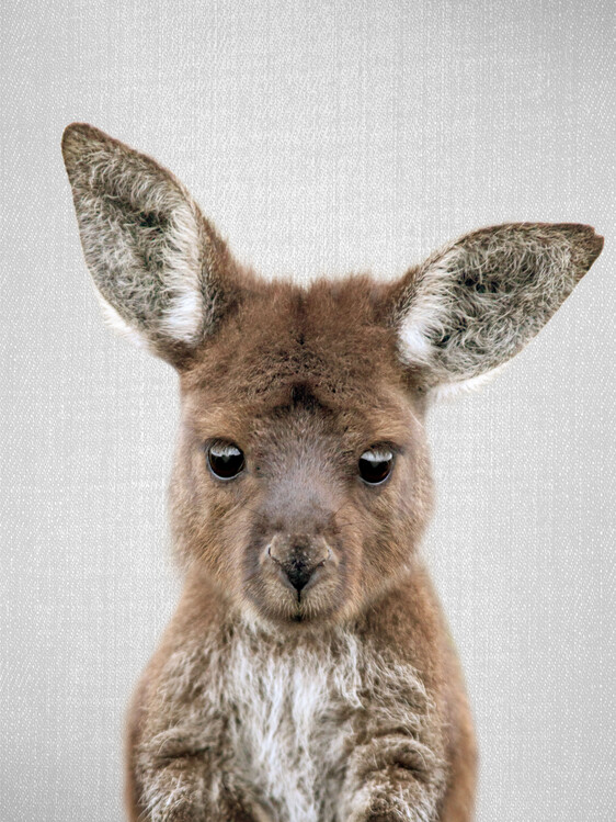 Plakát Baby Kangaroo