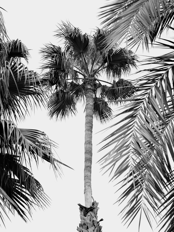Poster Palm Tree Breeze - Black & White