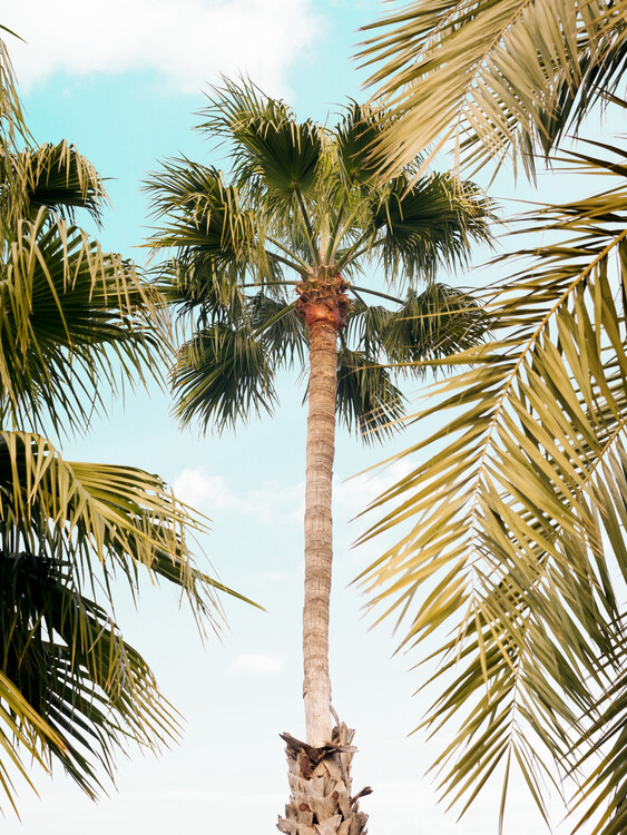 Poster Palm Tree Breeze