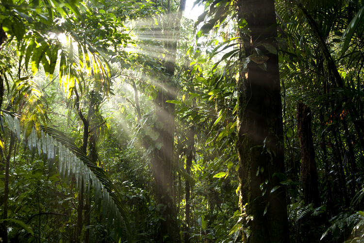 Плакат Sun rays in the jungle of Costa Rica