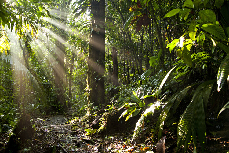 Плакат Sun rays in the jungle of Costa Rica